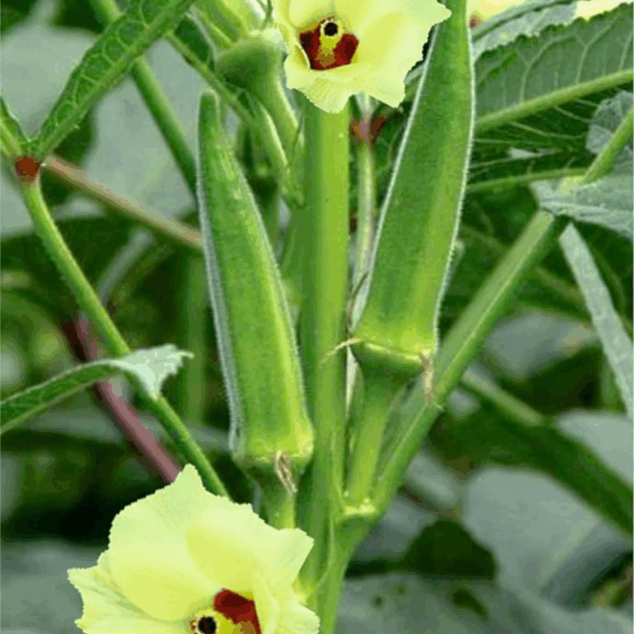 A close-up of two green Lady Finger Seeds (Okra Seeds) pods and a light yellow flower with a red center, growing on a plant with large green leaves.