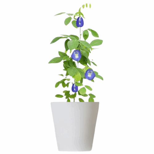 A potted plant of Morning Glory Seeds with deep blue-purple trumpet-shaped flowers and bright green leaves growing upwards from a white pot.