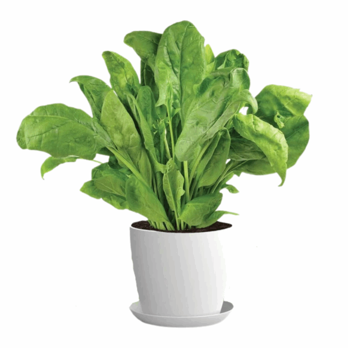 A potted Spinach seeds plant with a dense cluster of large, deep green leaves, presented in a white pot with a matching saucer.