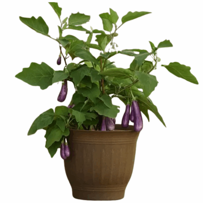 A potted plant of long green brinjal seeds with several long, purple brinjals hanging from leafy green branches.
