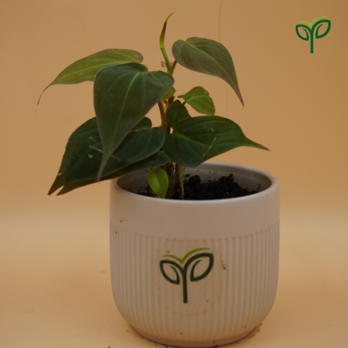 A Philodendron Oxycordia Micans Plant Sapling with dark, velvety, heart-shaped leaves, showing hints of reddish-bronze on new growth, potted in a ribbed white ceramic pot with the green "Pick Your Plant" logo, against a plain light brown background.