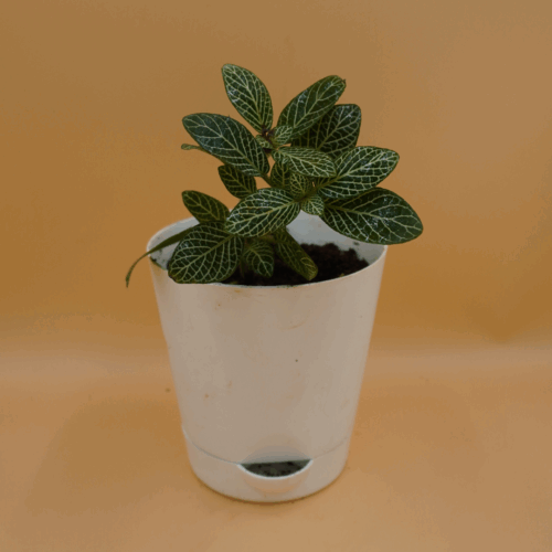 A small Fittonia White Plant Sapling with dark green leaves intricately veined with bright white, potted in a white self-watering pot, set against a plain light brown background.