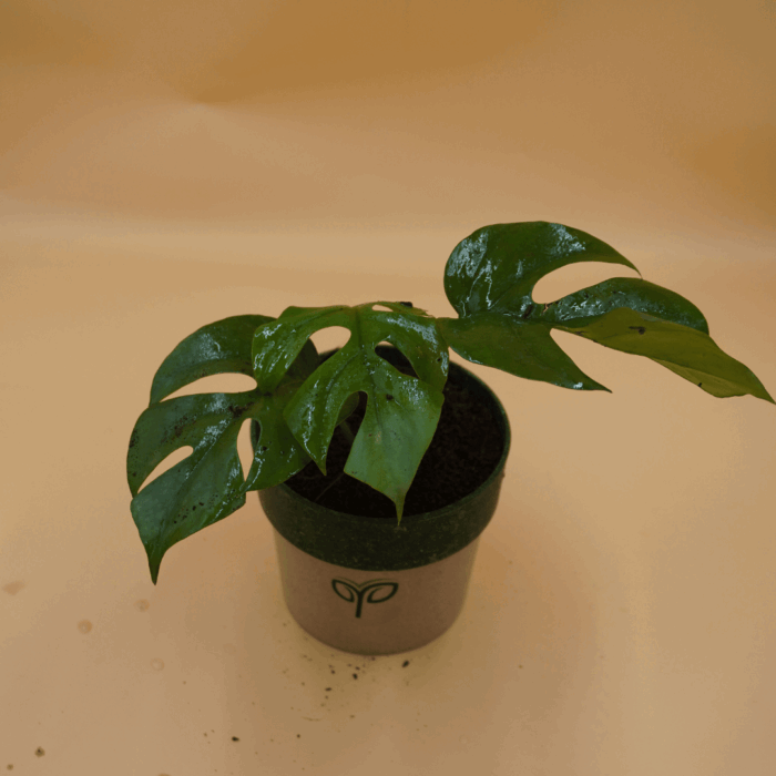 A vibrant green Monstera Deliciosa Plant Sapling, identified as a sapling, with distinct natural holes (fenestrations) on its leaves, potted in a two-toned grey and dark green pot with the green "Pick Your Plant" logo, against a light brown background.