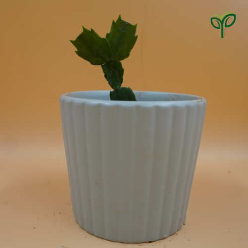 Christmas Cactus Plant Sapling