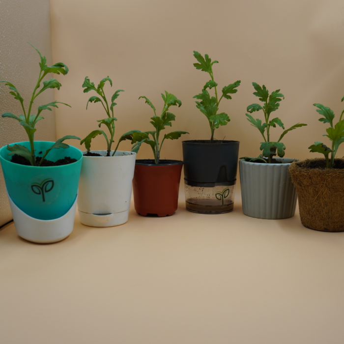 Chrysanthemum Plant Sapling