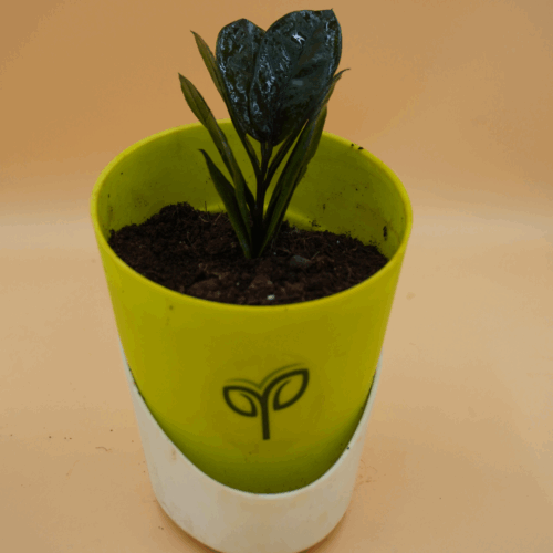 Rare Black ZZ Plant Sapling