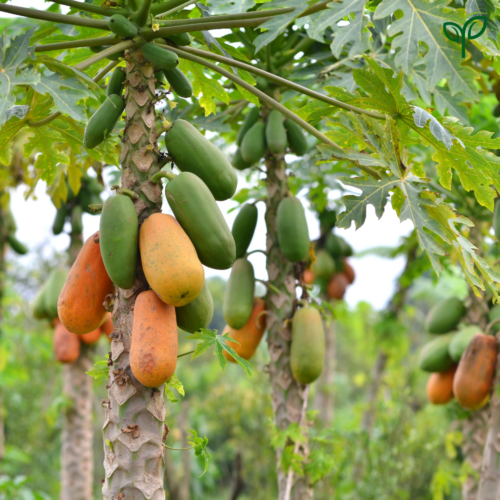 A close-up view of a Papaya Plant sapling with large, green, palmate leaves, and a cluster of green and ripening orange-yellow papaya fruits growing directly from the trunk. The "Pick Your Plant" logo is visible in the top right corner.