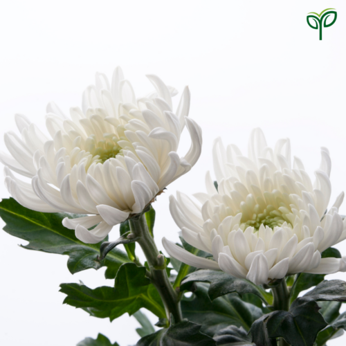Chrysanthemum Plant Sapling