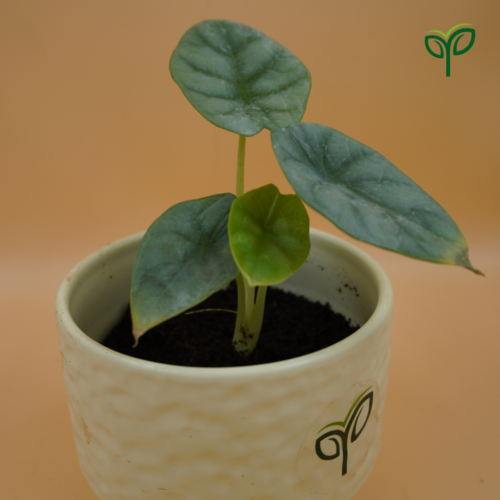 Alocasia Silver Dragon Plant Sapling