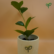 Peperomia green plant sapling