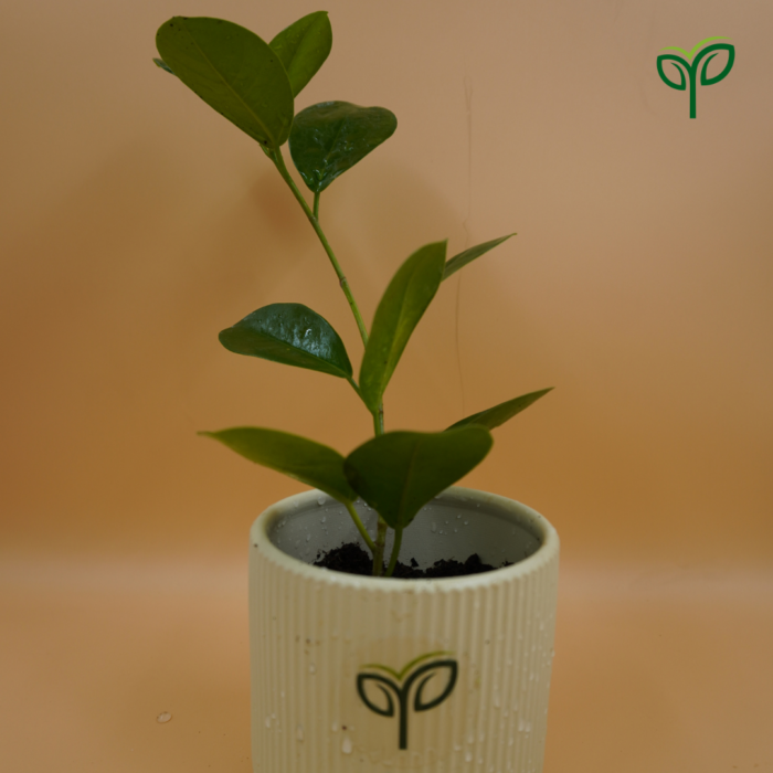Peperomia green plant sapling