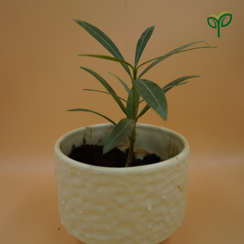 Kaner (Nerium Oleander) Plant Sapling