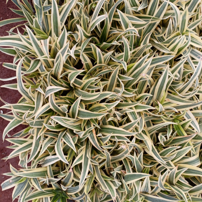 Song Of India Plant Sapling