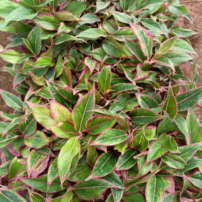 Aglanoema Lipstick Plant Sapling