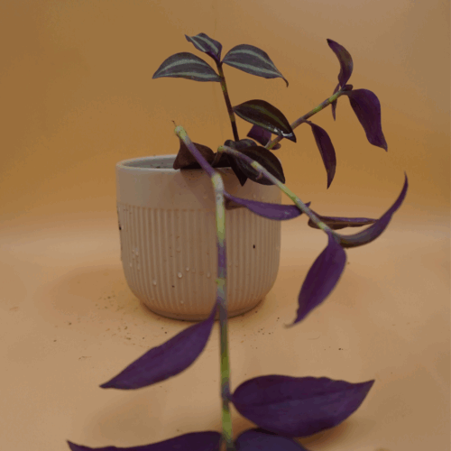 A vibrant Wandering Jew Plant Sapling with long, trailing stems featuring deep purple and striped green leaves, potted in a ribbed light brown pot with visible water droplets, against a plain light brown background.