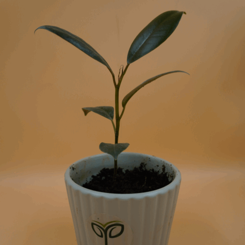 Rubber Plant Sapling