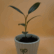 Rubber Plant Sapling