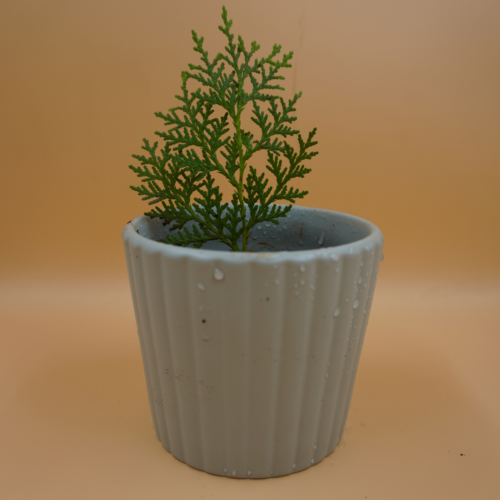 A small Golden Thuja Plant Sapling with dense, scale-like green foliage forming a conical shape, potted in a ribbed light grey pot with visible water droplets and the green "Pick Your Plant" logo, against a plain light brown background.