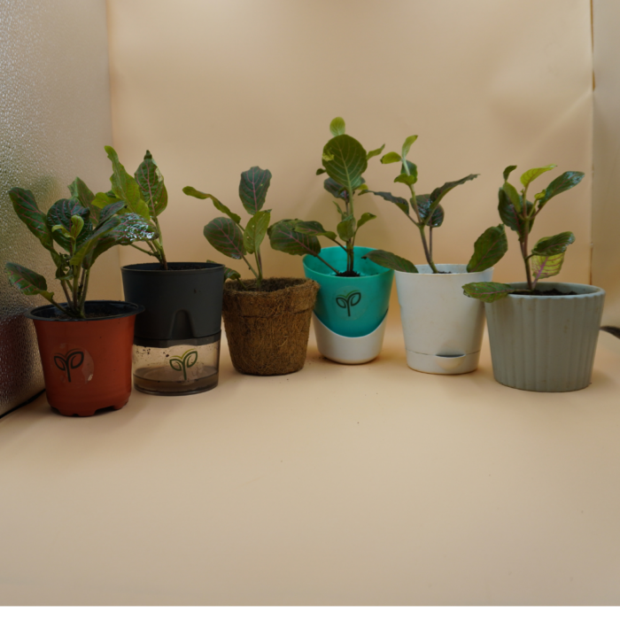 Fittonia Red plant sapling