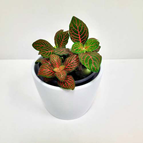 A small Fittonia Red plant sapling with vibrant green leaves distinctly veined with bright red, potted in a white ceramic pot, set against a plain white background.