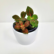 A small Fittonia Red plant sapling with vibrant green leaves distinctly veined with bright red, potted in a white ceramic pot, set against a plain white background.