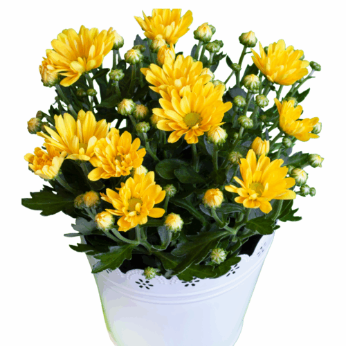 A white pot filled with vibrant yellow chrysanthemum Yellow seeds flowers and green foliage, with many unopened buds, set against a plain white background.