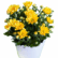 A white pot filled with vibrant yellow chrysanthemum Yellow seeds flowers and green foliage, with many unopened buds, set against a plain white background.