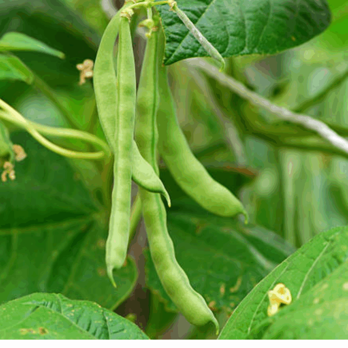 A close-up of several green Bean seeds pods hanging from a plant with lush green leaves and a small yellow flower, indicating healthy growth.