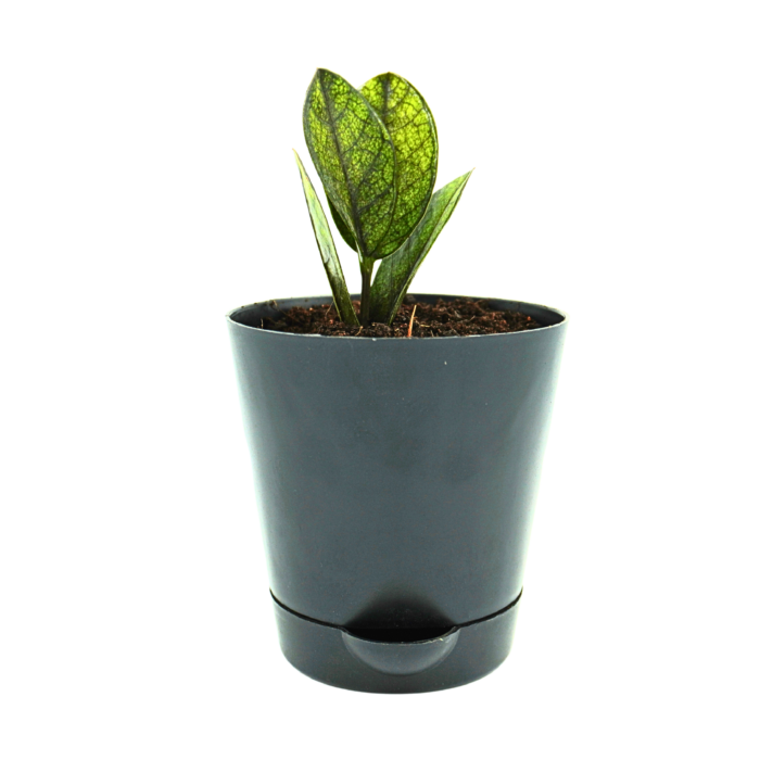 This is an image of Krish Self watering Pot and information about it. Simplify your plant care routine with our elegant Krish self-watering pot! Its smart design ensures optimal hydration for your beloved plants, keeping them happy and healthy with minimal effort. Perfect for busy plant parents or anyone seeking convenience and style! Get yours now!