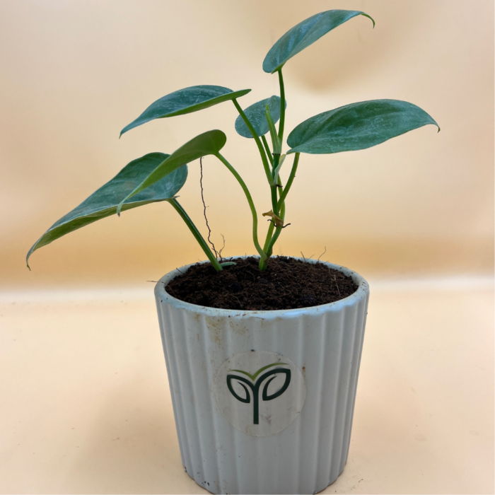An Oxycardium Green Plant Sapling with glossy, dark green, heart-shaped leaves, potted in a ribbed light grey pot with visible water droplets and the green "Pick Your Plant" logo, against a plain light brown background.