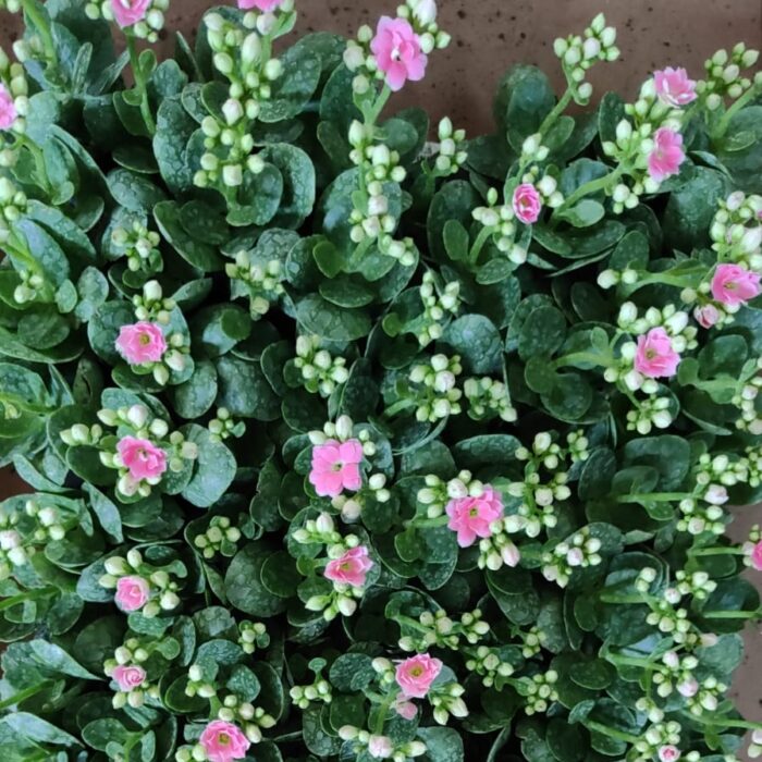 A close-up, top-down view of a blooming Kalanchoe plant sapling with dense, dark green, scalloped succulent leaves and numerous clusters of small, delicate pink flowers and white flower buds, indicating vibrant new growth.