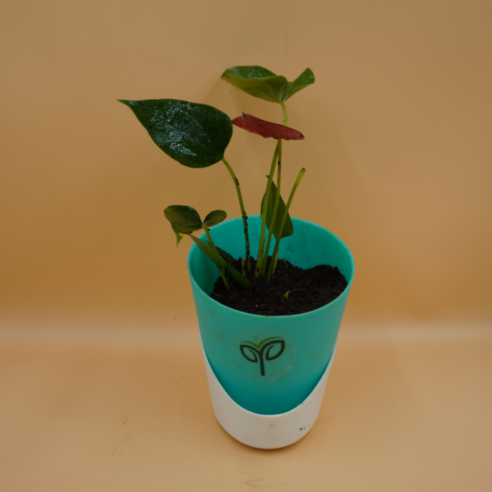 Anthurium Red Plant Sapling
