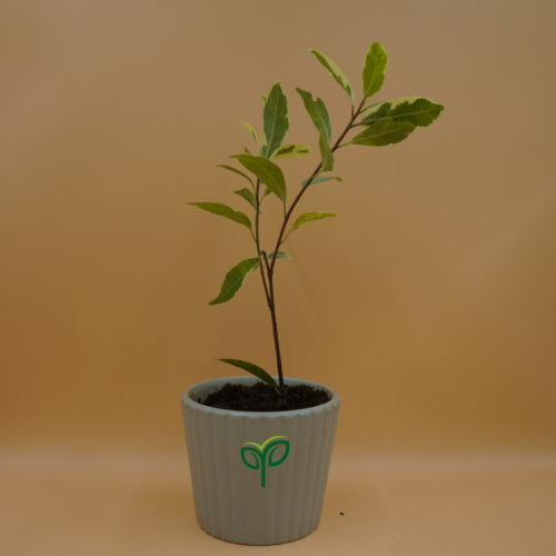 Ficus safari Plant sapling