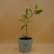 Ficus safari Plant sapling