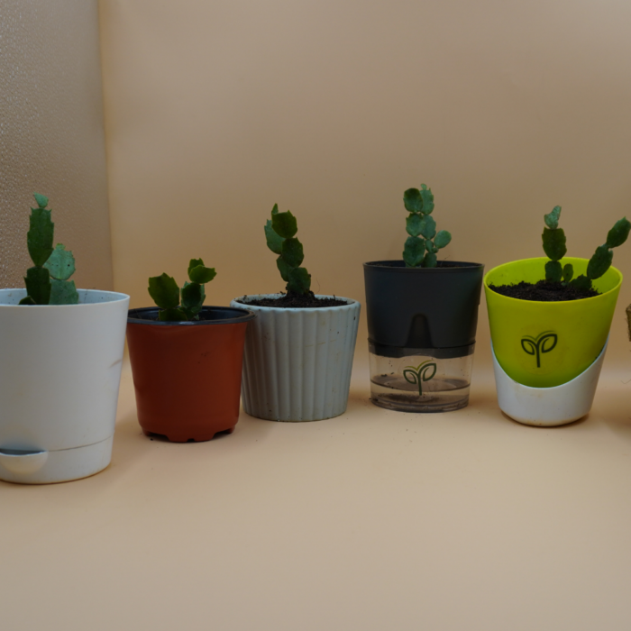 Christmas Cactus Plant Sapling