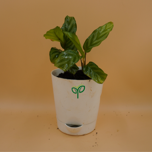 Calathea Burle Marxii Plant Sapling