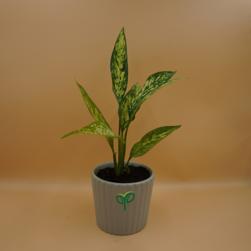 Dieffenbachia Star Plant Sapling