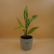 Dieffenbachia Star Plant Sapling