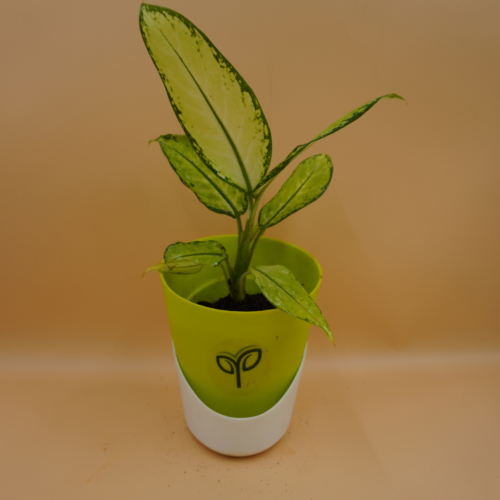 Aglaonema Snow White Plant Sapling