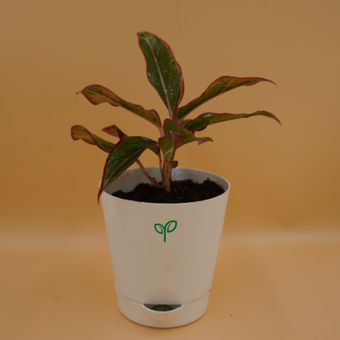 Aglaonema Lipstick Plant Sapling