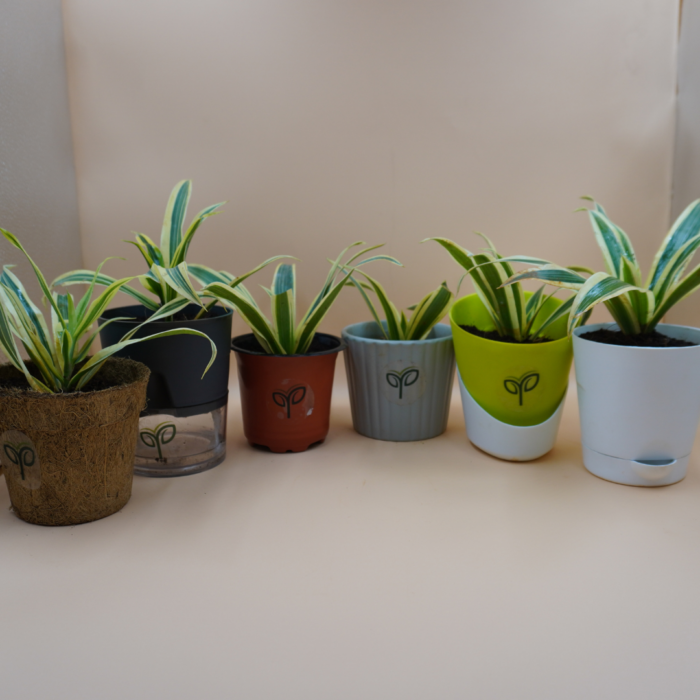 Song Of India Plant Sapling