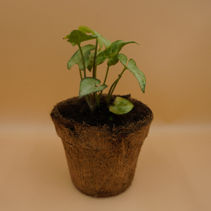 Syngonium Plant Sapling