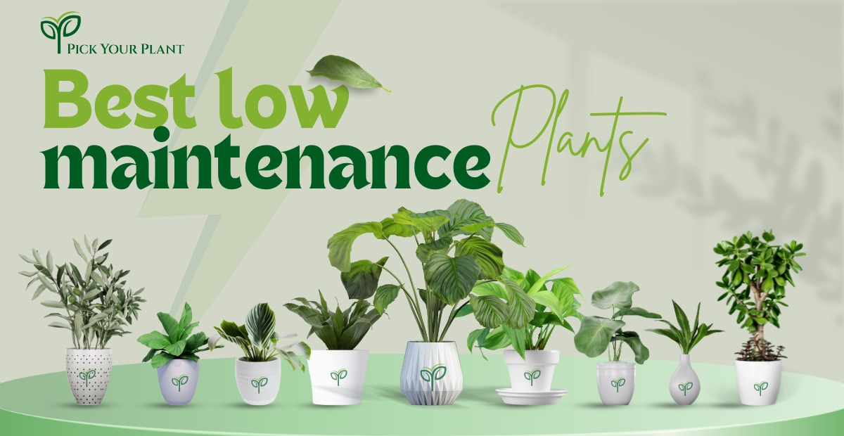Best Low Maintenance Plants in 2025