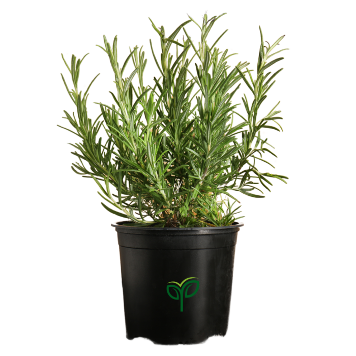 rosemary plant sapling