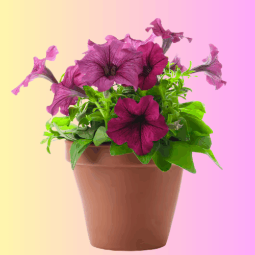 A terracotta pot filled with deep purple petunia mixed seeds flowers and green foliage, set against a pink and yellow gradient background.