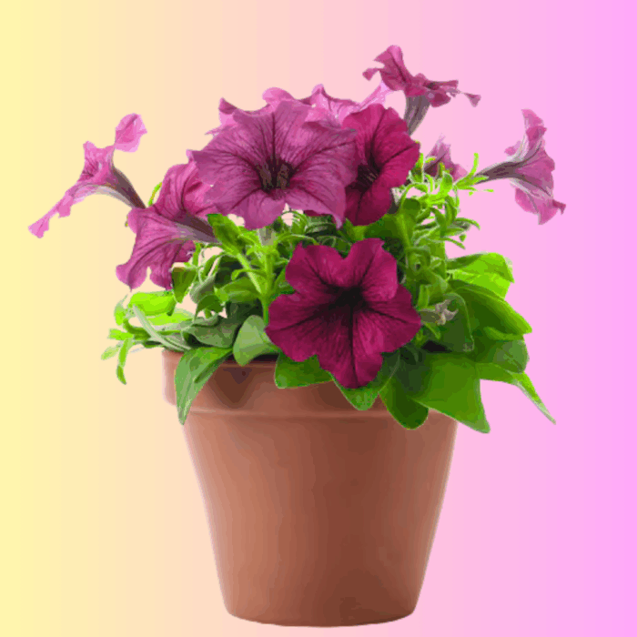 A terracotta pot filled with deep purple petunia mixed seeds flowers and green foliage, set against a pink and yellow gradient background.