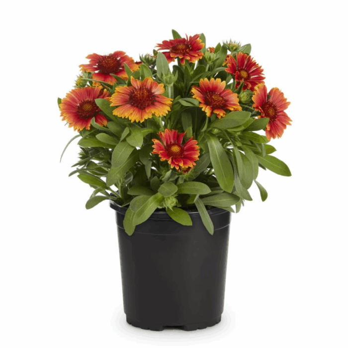 A black plastic pot filled with vibrant Gaillardia Aristotle Seeds flowers, featuring red centers with orange-yellow tips on the petals, surrounded by green foliage, set against a plain white background.