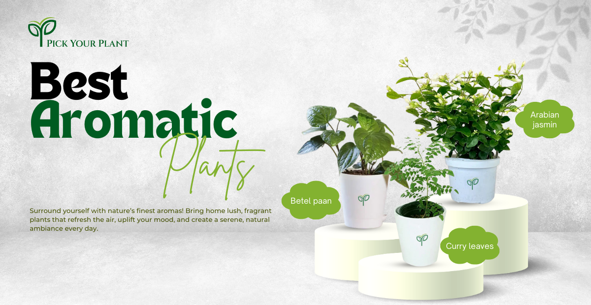 Best Aromatic Plants: Arabian Jasmine, Betel Paan, and Curry Leaves