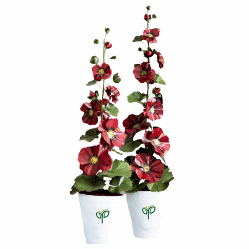 Two potted Hollyhock seeds plants with tall stalks featuring large, dark red, single-petaled flowers, standing in white pots with the "Pick Your Plant" logo.