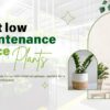 15 Best Low-Maintenance Office Plants